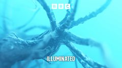 Illuminated
