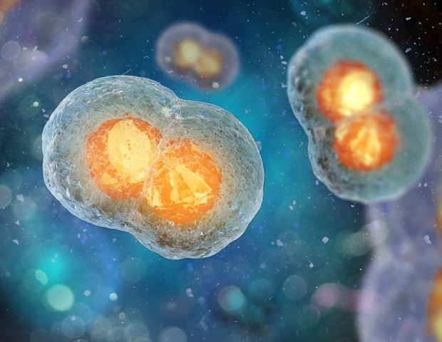 Newly discovered protein helps preserve egg chromosome integrity during aging