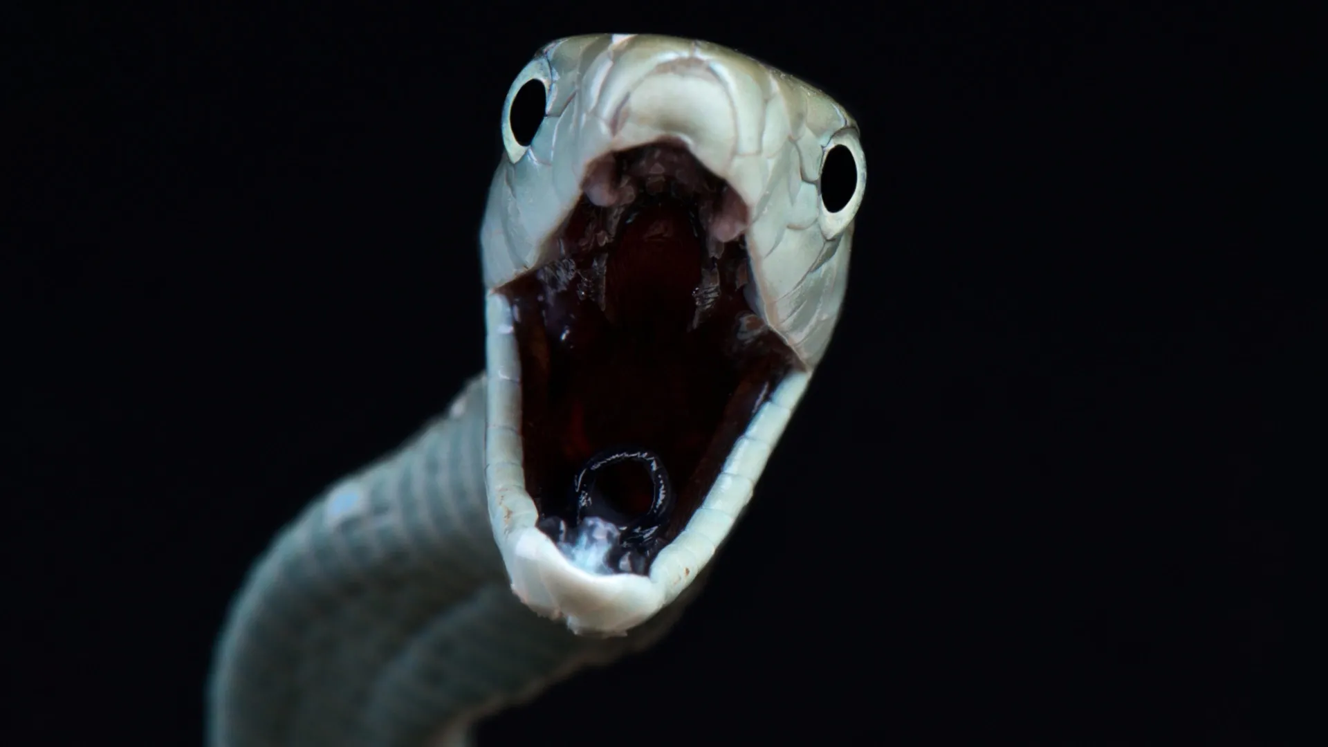 scientists-reveal-a-hidden-snakebite-crisis-killing-up-to-513,000-people-a-year