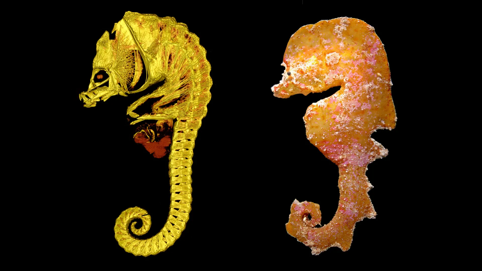 scientists-discover-mysterious-seahorse-lookalikes-that-no-one-has-ever-seen-alive
