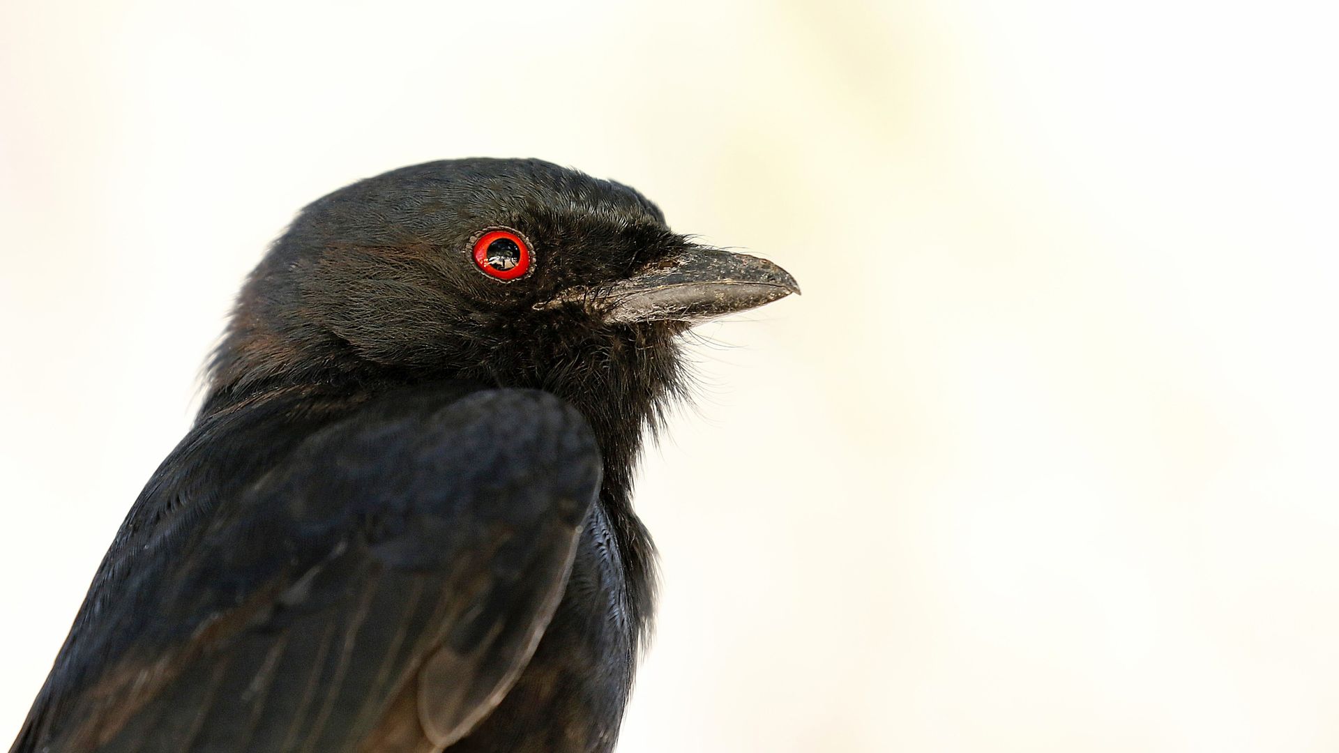 Can animals lie? This sneaky bird might be proof.
