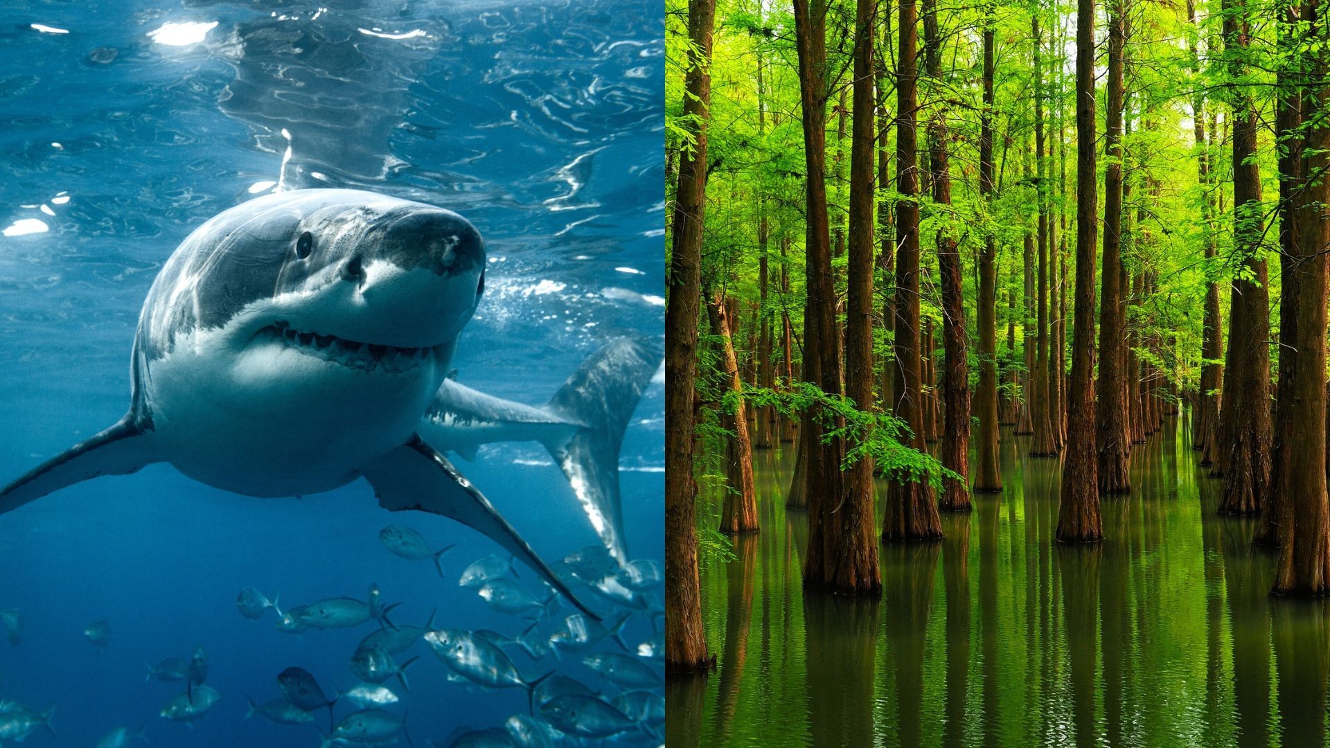Are sharks really older than trees?