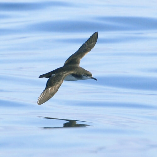 Seabirds racing home over the ocean can get jet-lagged